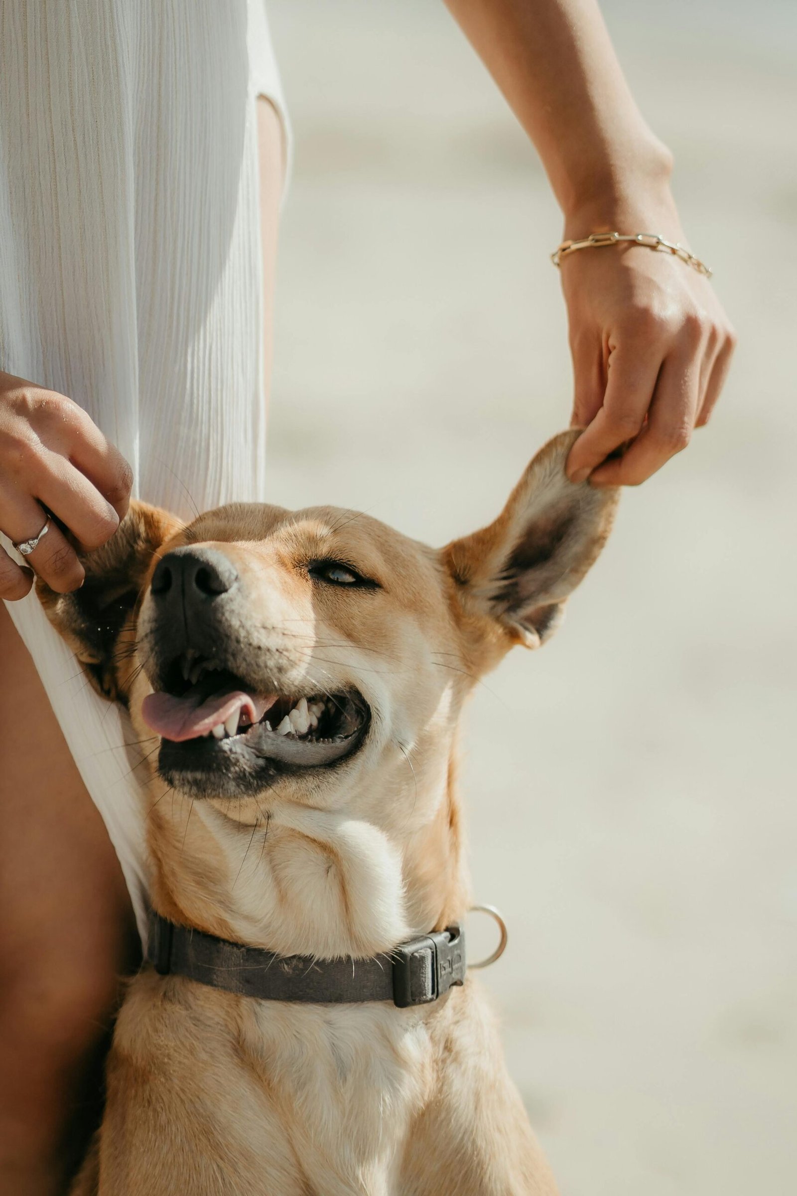 Consejos de cuidado para perros