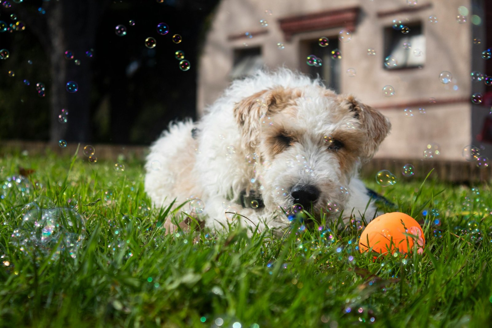 Alimentación para perros