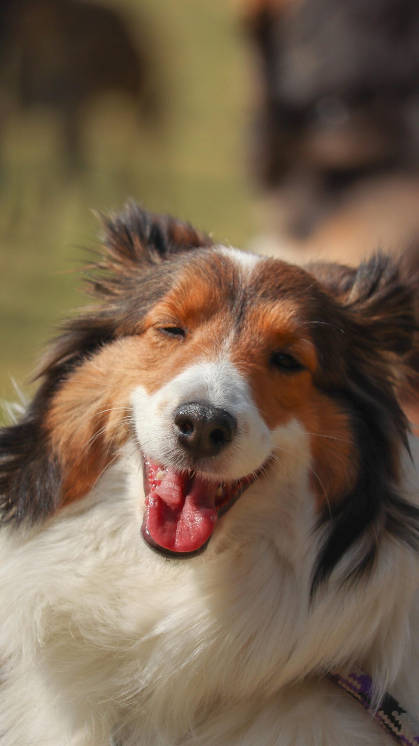 Alimentos prohibidos para perros