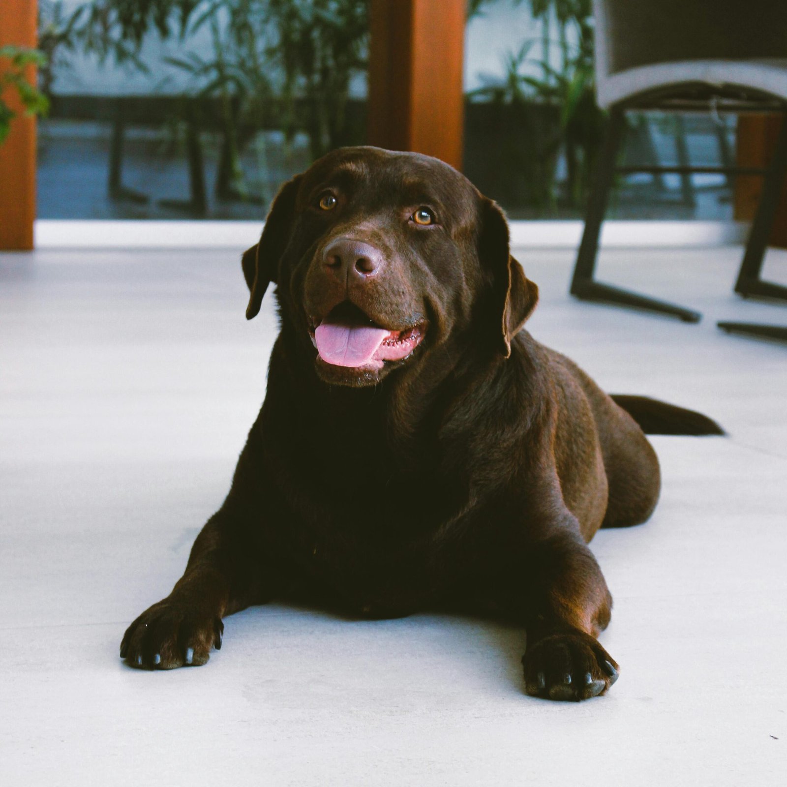 Labrador feliz — CuidaTuPerro.net