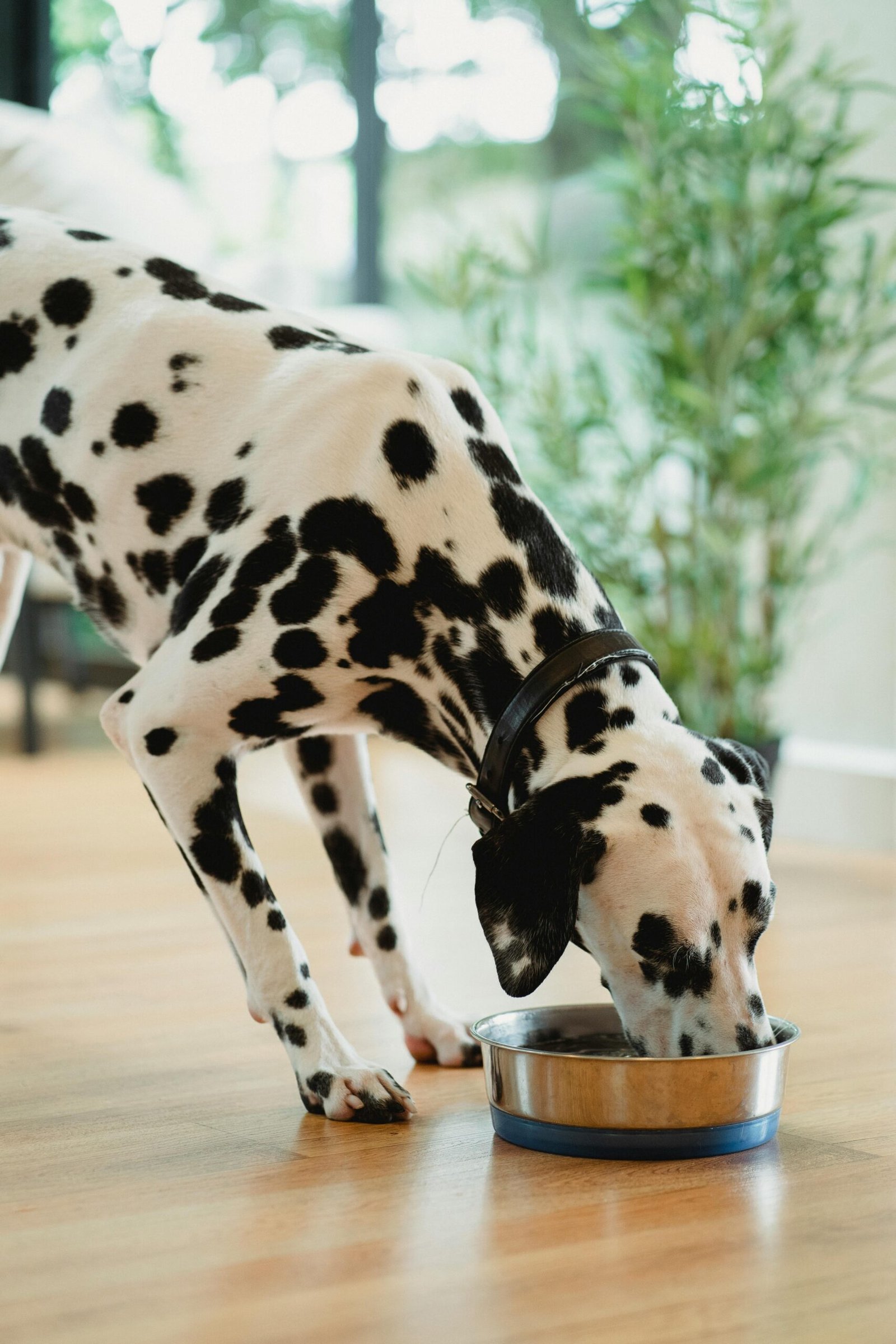 Mejores comederos automáticos para perros