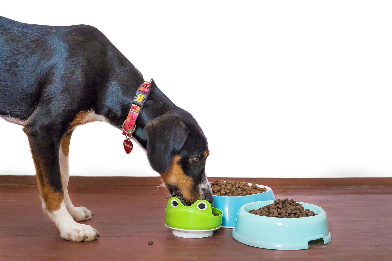 Cómo elegir un comedero automático para perros según tamaño y rutina