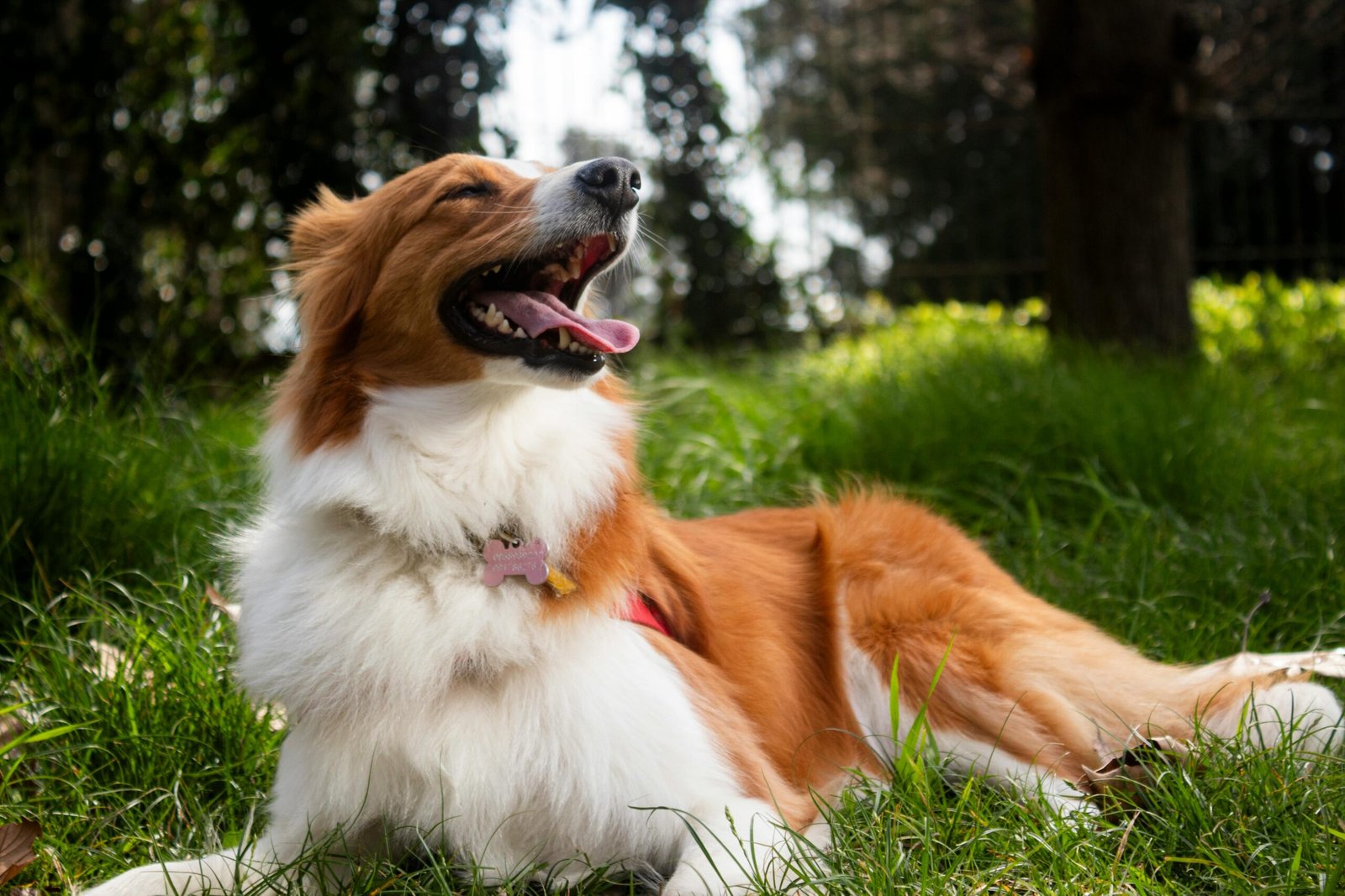 Guías de compra para perros