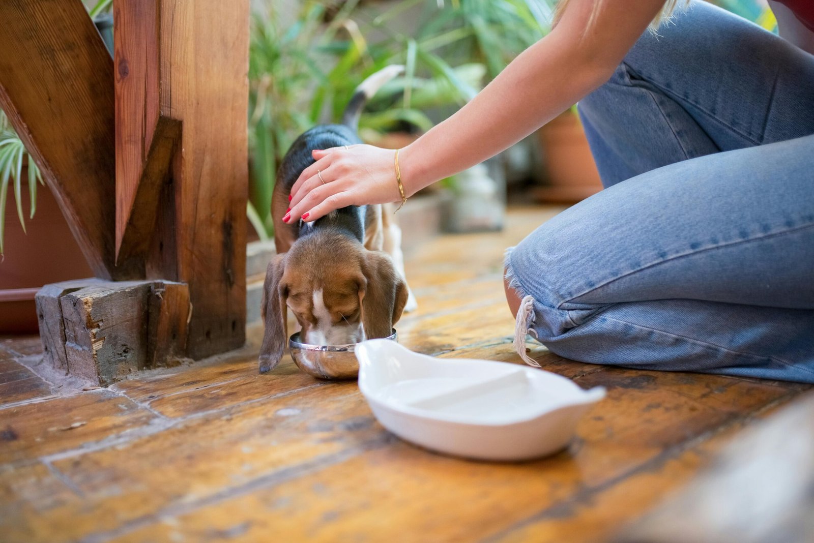 Cuánta comida debe comer un perro según su peso tabla de raciones