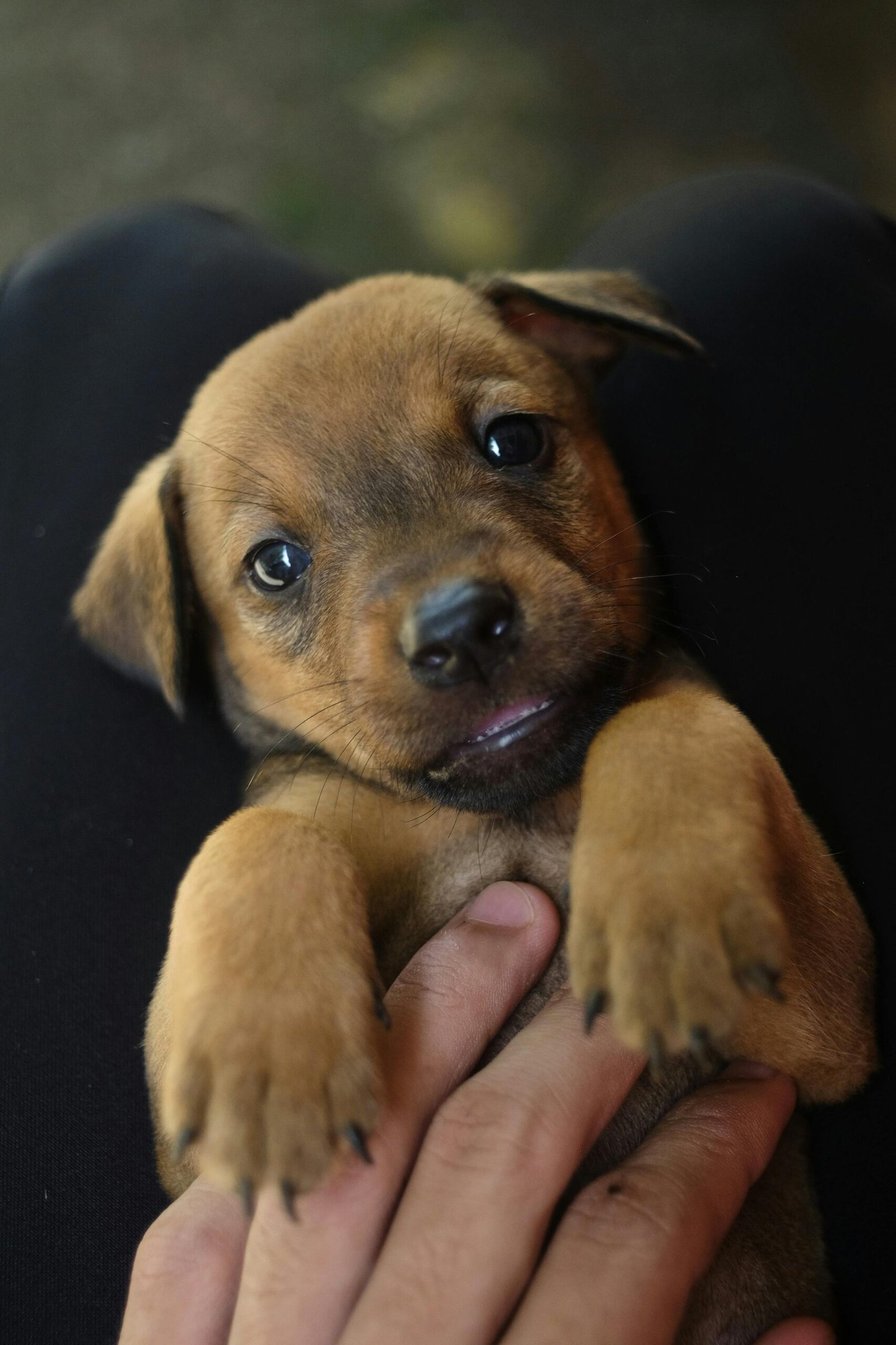 Comparativas de productos para perros